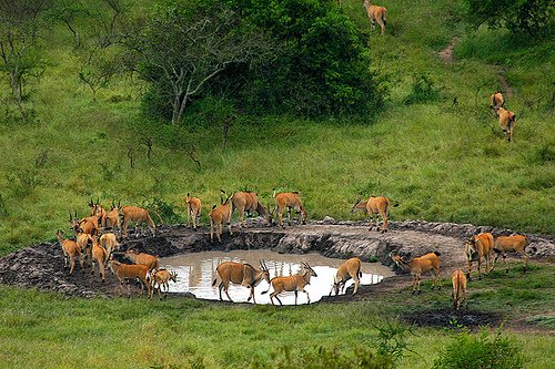 Lake Mburo National Park (Short Safari + Walking Adventure)